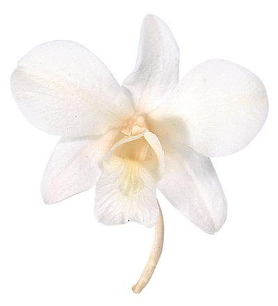 Preserved flowers