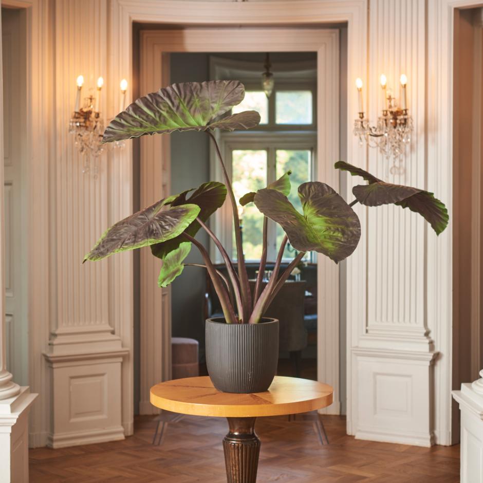 Alocasia 7036-130