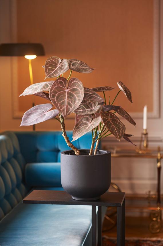 Anthurium 3699-85-1