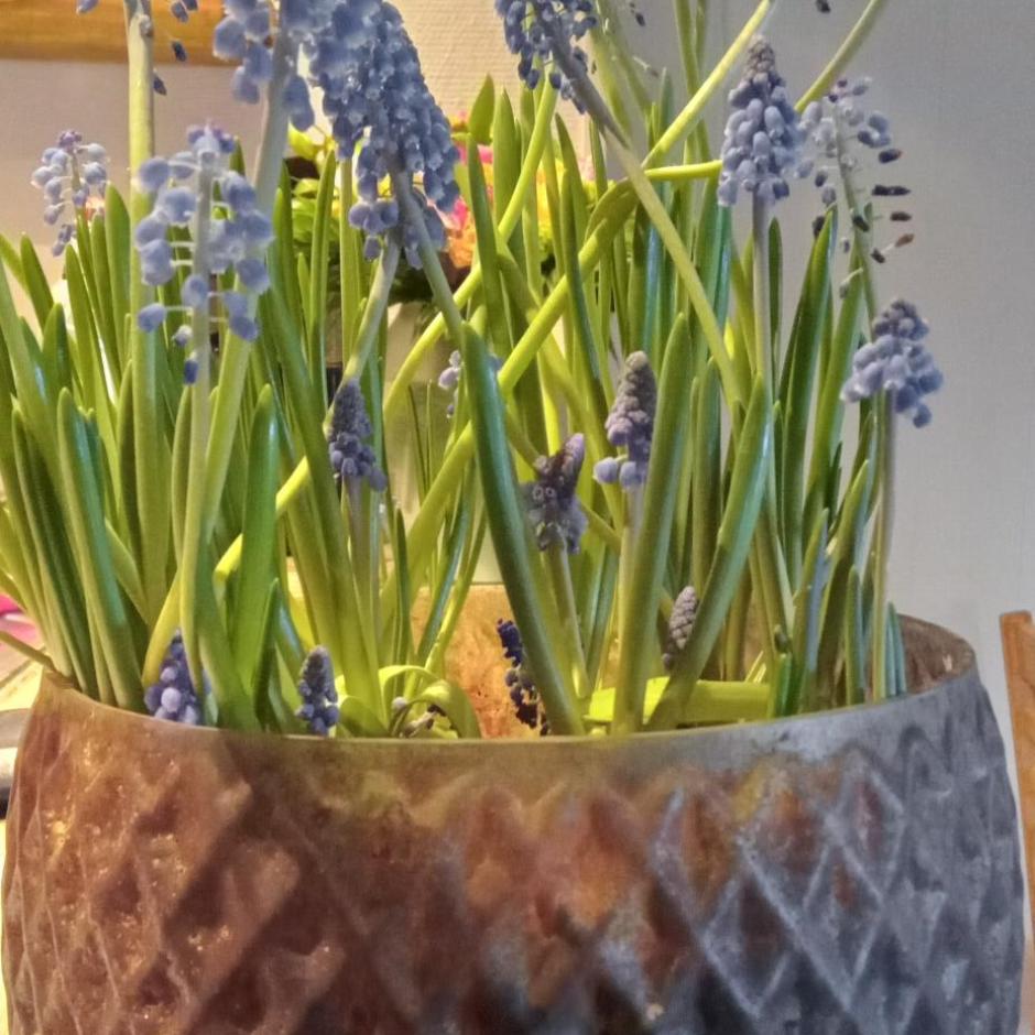 Glas skål