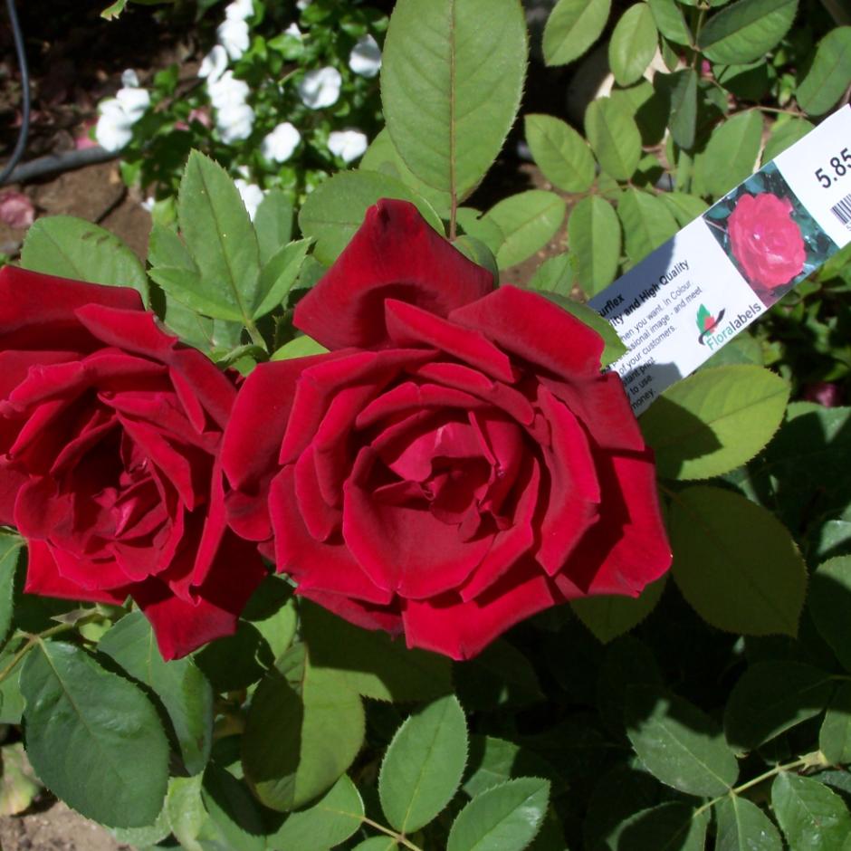 Floralabels sløjfeetiketter