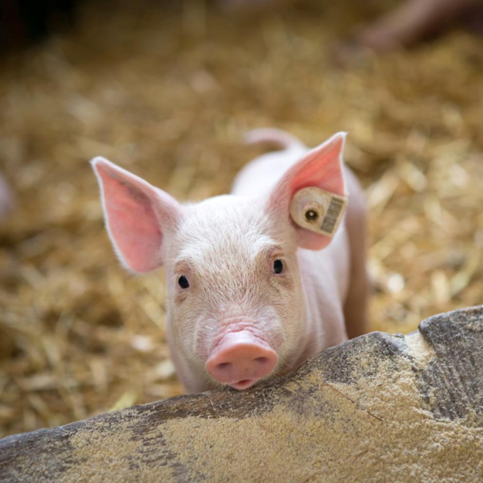 PIGS365 - dynamiske data